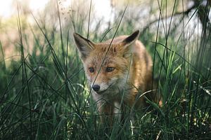 Jeune renard couché dans l'herbe et regardant autour de lui sur Jolanda Aalbers