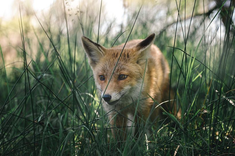 Jonge vos ligt in het gras en kijkt om zich heen van Jolanda Aalbers