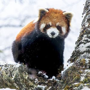 Porträt eines kleinen Pandas auf einem verschneiten Ast.