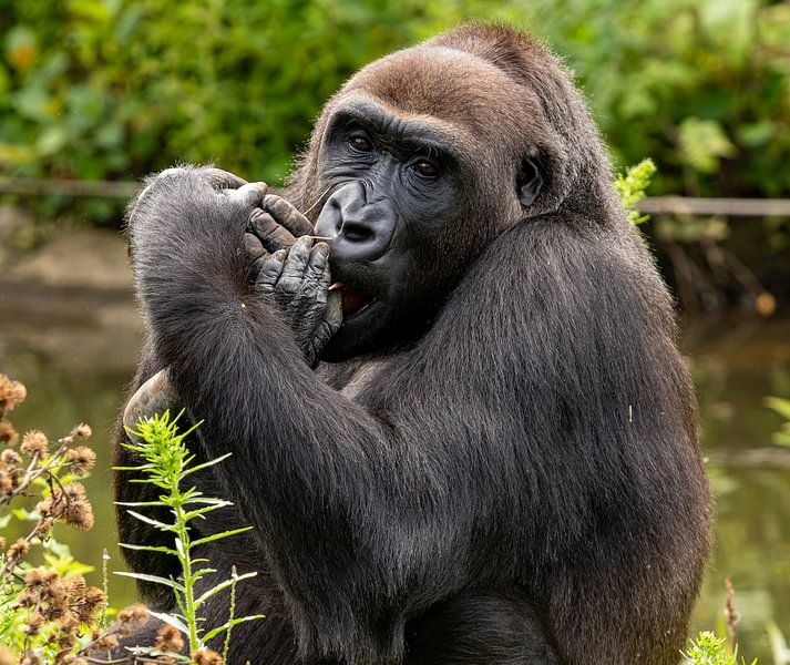 Chimpanzee looking @ the Camera by Eddy Smets