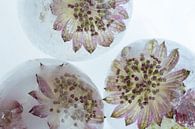 Roze bloemen in ijslepels 3 van Marc Heiligenstein thumbnail