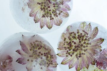 Roze bloemen in ijslepels 3 van Marc Heiligenstein