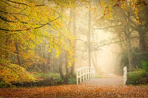 Herfstkleuren in het bos van Original Mostert Photography