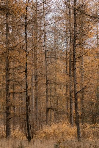 Bomen in het Amerongse Bos op de Utrechtse Heuvelrug - herfst