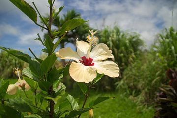 Hawaiiaanse gele hibiscus van Andrea Ooms