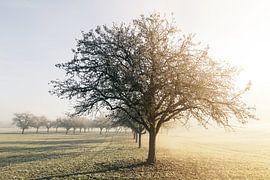 Apfelbäume im morgendlichen Herbstnebel von Besa Art