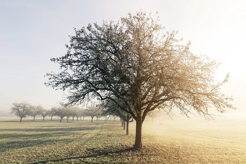 Apple trees in the morning autumn mist by Besa Art