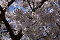 Arbre à fleurs