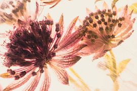 Starry umbel in ice 3 by Marc Heiligenstein