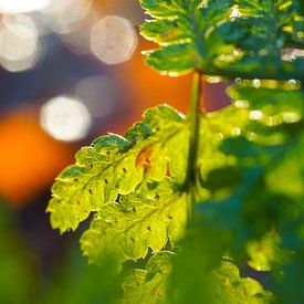 macro photography by foto's van gijs