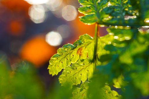 macro varen