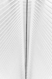 The Abstract Oculus by Ton van den Boogaard