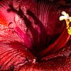 Rote Amaryllis abstrakt von SO fotografie