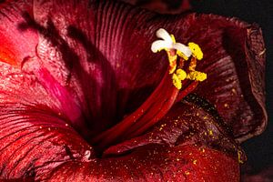 Rote Amaryllis abstrakt