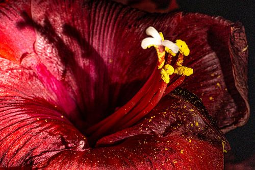 Rote Amaryllis abstrakt von SO fotografie