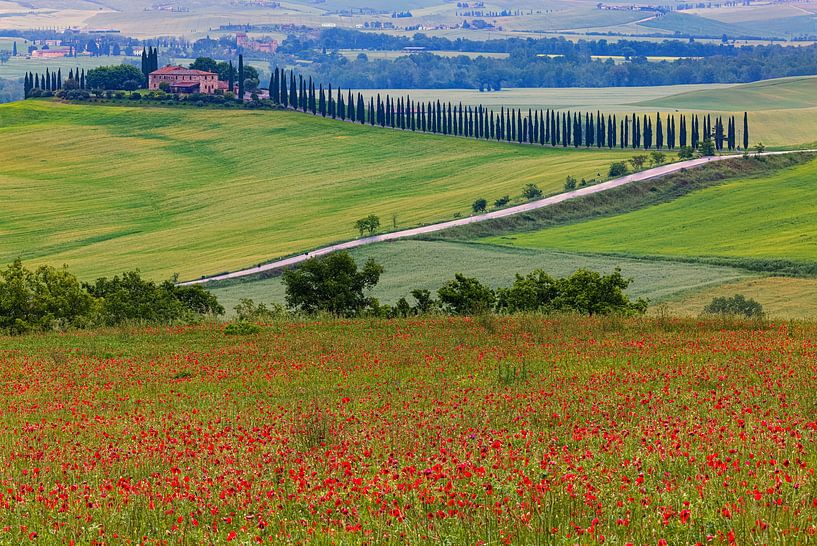Poppies at Poggio Covili by Henk Meijer Photography