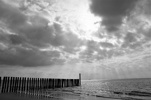 Polköpfe schwarz/weiß