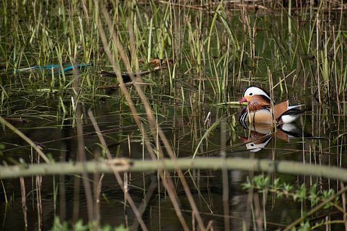 Canard à la mandarine