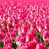 Tulpenfeld mit rosa Tulpen. von Albert Beukhof