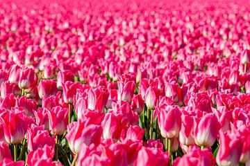 Tulpenveld met roze tulpen. van Albert Beukhof