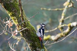 Buntspecht von Marcel Jagt