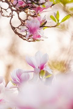 ik houd van magnolia's van Monique van Genderen (in2pictures.nl fotografie)