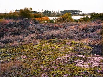 Amstrdam water supply dunes - 3 by Rudy Umans