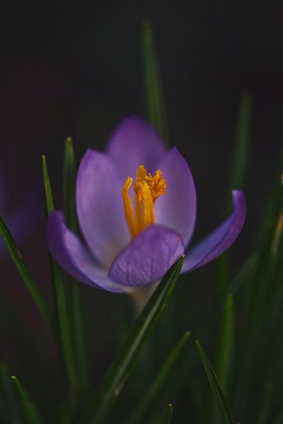 Krokus, der Frühling kommt von Lindy Schenk-Smit