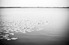 Nederlandse waterlelies op een meer in zwart wit, fotoprint van Manja Herrebrugh - Outdoor by Manja thumbnail