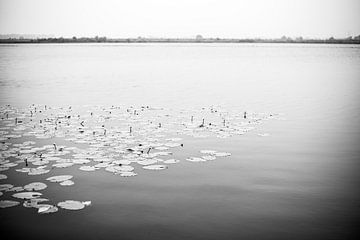 Nederlandse waterlelies op een meer in zwart wit, fotoprint