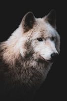De Blik van de Wolf | Portret Wolf