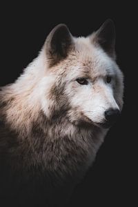 De Blik van de Wolf | Portret Wolf van Elena ten Brink
