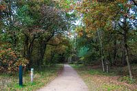 Autumn in the Netherlands