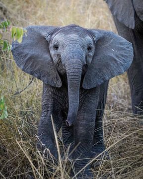 Elephant by Tom Zwerver