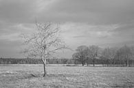 Einsamer Baum von Dion de Bakker Miniaturansicht