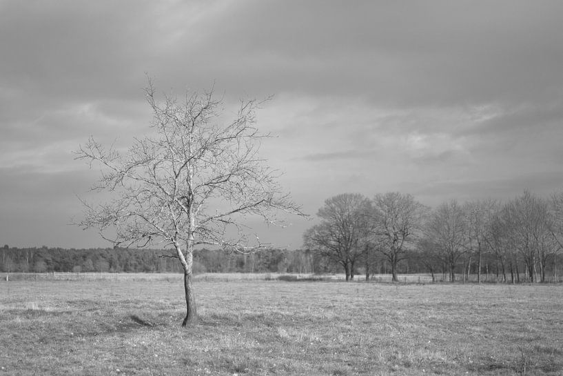Einsamer Baum von Dion de Bakker