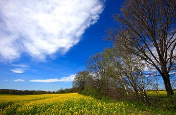 Frühlingslandschaft von Thomas Jäger