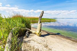 Paysage près de l'Achterwasser, près de Warthe, sur l'île d'Usedom