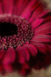 Macro d’une gerbera rouge foncé au toucher velouté, dans un style « Fine Art » spectaculaire sur Natalia Gebauer Studio