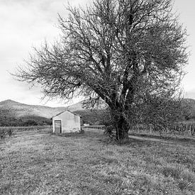 Tree in vineyard in La Mole by Tom Vandenhende