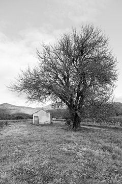 Tree in vineyard in La Mole
