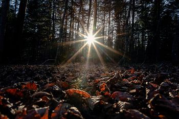 Sunbeam in the autumn leaves