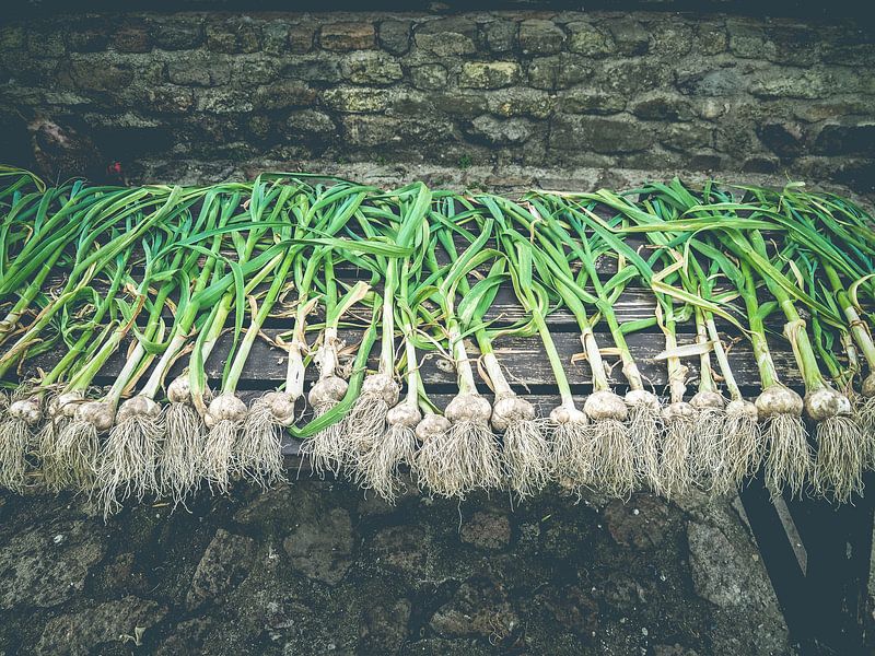 Fresh garlic by Miriam Meijer, en pleine campagne.....