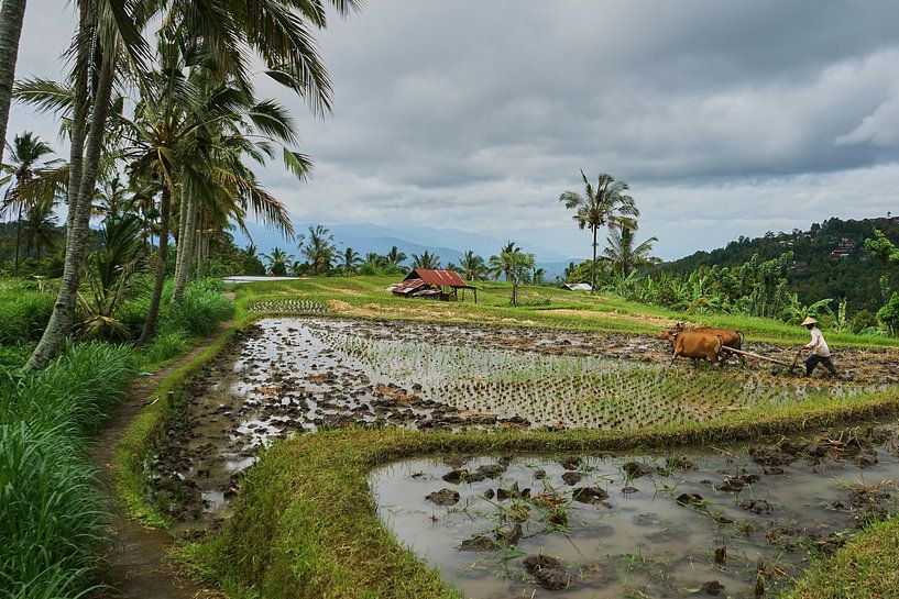 Balinese farmer by Martijn Stoppels
