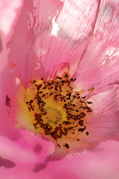 Picturesque flower of the rose hip. by Alie Ekkelenkamp