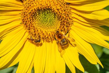 Busy bee on sunflower by WSPictures