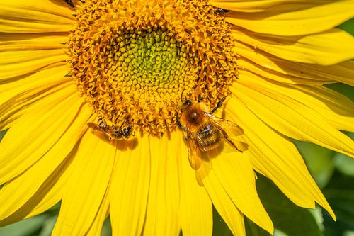 Abeille affairée sur un tournesol