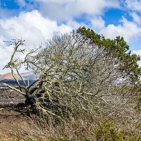 Alone in the wind, Lanzarote by Frank Kuschmierz