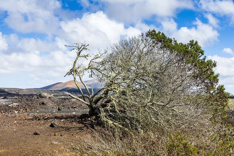 Alleen in de wind, Lanzarote van Frank Kuschmierz