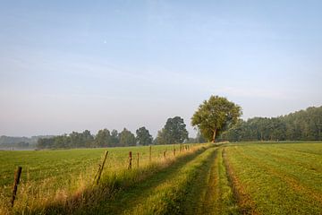 Tree in field by Johan Vanbockryck